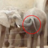驚見大象將鼻子伸進另一隻大象的屁屁找東西吃，以為很有趣...沒想到這個原因讓所有人愧疚！！（影片）