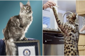 「尾巴最長」和「直立最高」：兩隻破了金氏世界紀錄的貓，不幸死於家中火災