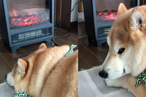 霸王寒流來襲，柴柴暖爐前睡爽爽！猛一回頭...那個眼神鄙視得讓主人氣瘋啊ＸＤＤ（影片）