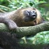 地球上10大最愛睡的動物，樹懶只排第二名！第一名每天只有15分鐘用在互動！
