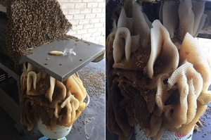 澳洲居民離家4月後回到家，揭開烤肉架上防塵布驚現數千隻蜜蜂在上築巨巢