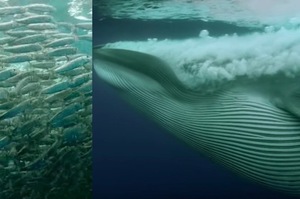 飢餓的巨鯨碰上20000隻沙丁魚，瘋狂吃法像在「嗑瓜子」！