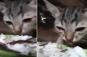 網友給流浪小貓餵食，小貓竟然吃著吃著就流出眼淚...這個畫面真的讓人心酸