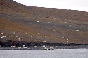 以為山坡上的白點是放養的綿羊，但靠近一看...才發現那畫面實在令人鼻酸！