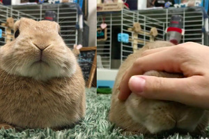 兔兔討摸超滿足，停下不摸後...他激動「彈起來」的樣子，笑翻眾人啦～～～（影片）