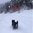 跟主人在雪地裡玩「撿球」遊戲，永遠都撿不回雪球的黑柴...玩到最後根本「懷疑狗生」！