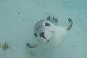 小海豹游泳時看到鏡頭，開心的跟人打招呼還附送「超療癒微笑」，真的是太口愛了啦！ >////<