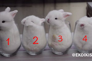 「四杯兔兔」超萌！第3隻超過動不斷騷擾別隻，看到最後第2隻兔兔...令人笑爛ＸＤＤＤ（影片）