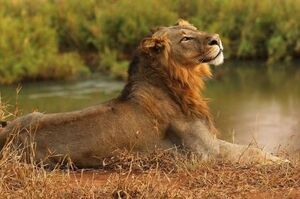 只剩頭了...南非國家公園一「偷獵者」反被獅子攻擊致死，幾乎被吃得一乾二淨