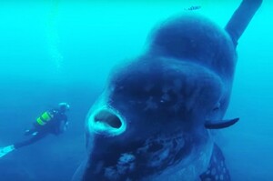 驚嚇！看完這10個最讓人類「恐懼」的海洋生物！你會慶幸還好你不是活在水中！