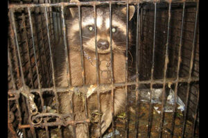 小浣熊被關在狹小的籠子裡長達４年，只被餵食貓食甚至從沒看過太陽...