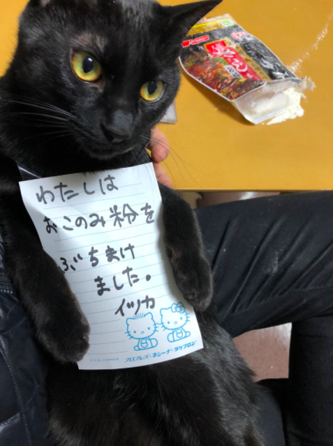 養萌貓可以天天療癒心情 回家崩潰看到 災區 貓奴泣訴