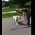婦人遭「陌生猛犬」攻擊，而她牽著的「寵物比特犬」無法就這樣坐視不管
