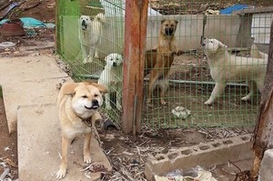 韓國也有狗肉節！？這些狗狗差一點被做成湯！真的是太恐怖！