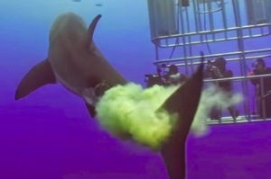 史上最白目的屁孩大白鯊，游過來送了潛水拍照的人一個「超級大禮」ＸＤ