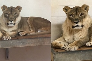 女漢子？美俄州動物園一頭「母獅」長出「鬃毛」，專家們看到都傻眼：「一開始還以為只是多長些毛而已」