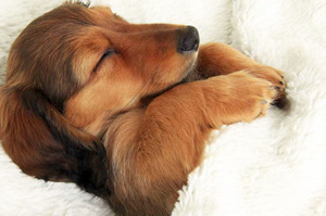 原來狗狗側睡超忠心?! 6種汪星人常見睡姿大解密！來看你家狗狗是哪種類型！！