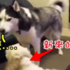 主人帶新狗狗回家養，哈士奇知道後竟然...?!網友看了笑到翻！！(附影片）