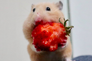 給了鼠寶草莓後，下一秒再看看牠的嘴唇，網友笑噴：「形象稍微顧一下啦！」