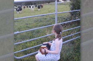 小女孩坐在欄杆旁演奏音樂，後方的牛突然朝她奔過來...最後的反應真的超不可思議！