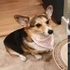 牠被當做繁殖犬關了八年，獲救後卻成了治療犬...感動了原本的訓練師收養成為主人！