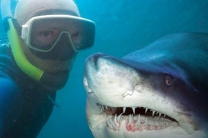 這些照片試圖讓人對鯊魚改觀，雖然改觀了...但看完還是忍不住嚇到雙腿發抖ＸＤ