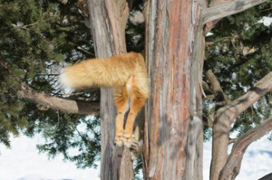 遠遠看到什麼東西卡在樹上，走近一看真的笑噴...狐狸你到底在幹嘛啦！！