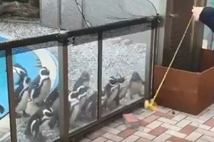 在企鵝面前玩溜溜球，牠們本來忙著顧聊天，結果下一秒....真的讓人完全笑噴！（圖+影片）