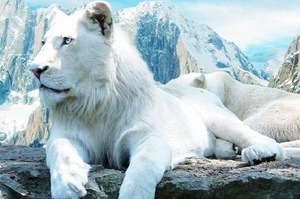 稀有奇特動物紀錄片，這次是「白色聖獸」，美到讓人無法直視！