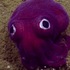 意外發現「天然呆萌」的海裡生物，牠居然不是章魚，不是花枝也不是玩具～