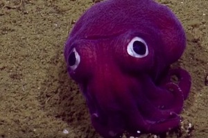 意外發現「天然呆萌」的海裡生物，牠居然不是章魚，不是花枝也不是玩具～
