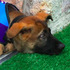 小警犬「被開除」超憂鬱！牠被炒魷魚的原因竟然是...網友聽了笑噴出來！！