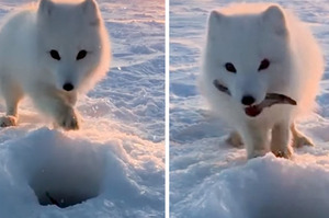 北極狐想從冰洞裡偷魚吃，被嚴厲制止後居然想了這個方法...瞬間將網友萌暈送魚！（圖+影片）