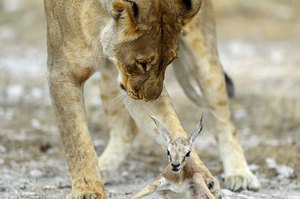 以為小鹿要被獅子吃掉了，想不到接下來的畫面...上攝影師跟網友震撼又感動！