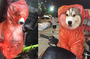 這些穿雨衣臉就超臭的狗狗...每張表情都讓人笑到噴飯ＸＤ你可以撐到第幾張？