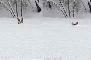 短腿柯基在雪地裡奔跑，只剩一顆頭...滑稽的模樣又萌又白目呀ＸＤＤ（影片）