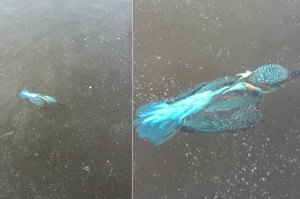 彷彿被琥珀永封一樣：翠鳥入水抓魚遭冰封，還保持著剛入水衝刺的姿勢