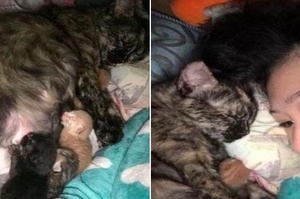 貓媽媽產下四隻小貓，半夜把全部一隻隻叼到主人枕邊：麻煩你當牠們的外婆