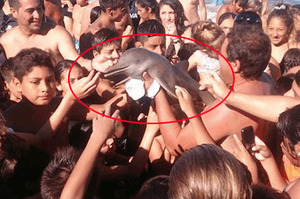 觀光客將「小海豚」從媽媽身邊拖出海，互相推擠和牠合照！結果小海豚竟然...實在太可憐啦!!!