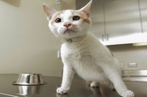 中國小貓被困貨船不吃不喝「21天」，被發現時已經「偷渡」到6500英里外到美國！