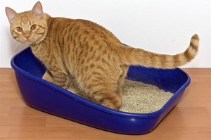 貓咪不會在貓砂盆裡上廁所？這幾個方法讓你的小貓乖乖上廁所！