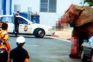 囚禁馬戲團21年，發狂大象衝出大街享受自由滋味僅短短30分鐘...遭開86槍倒地死亡！