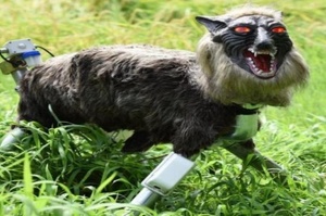 日本農田投入仿真「機器狼」進行試驗，會發出吼叫聲而且眼露紅光帶殺氣