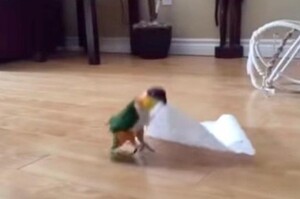 「偶的全都是偶的～♫」興奮的小鸚鵡得到第一件屬於自己的東西，等等那不就是張衛生紙嗎？！
