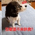 狗狗森77撇頭不理主人，但眼神卻露餡了：「怎麼還不來哄我？」