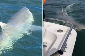 漁船遭「4.3公尺」大白鯊搶食，30年經驗船長稱尺寸之大前所未見（影片）