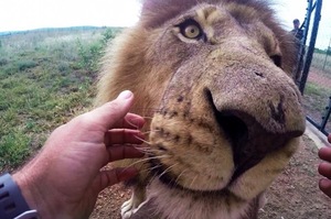 「你幹嘛？」勇敢牙醫自告奮勇，決定要去幫獅子拔牙，看完忍不住吞口水