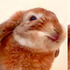 兔寶吃到香蕉超滿足！牠「開心到眼睛發亮」的表情...網友看了全萌暈！！（附影片）