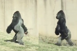 不願手上的食物弄髒，大猩猩堅持學人類站立走路...扭腰擺臀模樣引發網友熱議XD