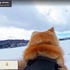 谷歌地圖推出了「Dog View」，下次去日本就是這隻萌萌的秋田帶你導航了！